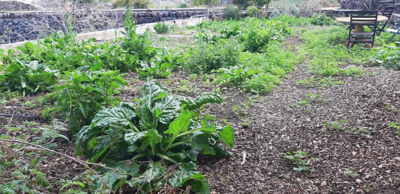 Casa Rural Finca Las Dulces Chio  Екстер'єр фото