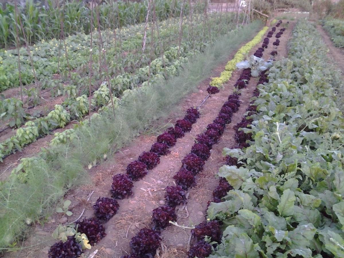 Casa Rural Finca Las Dulces Chio  Екстер'єр фото